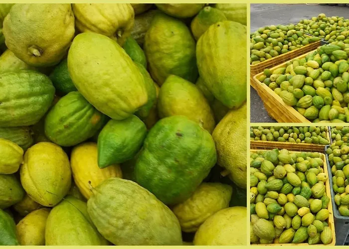 Da Giovanna Dimora Del Turista Santa Maria Del Cedro